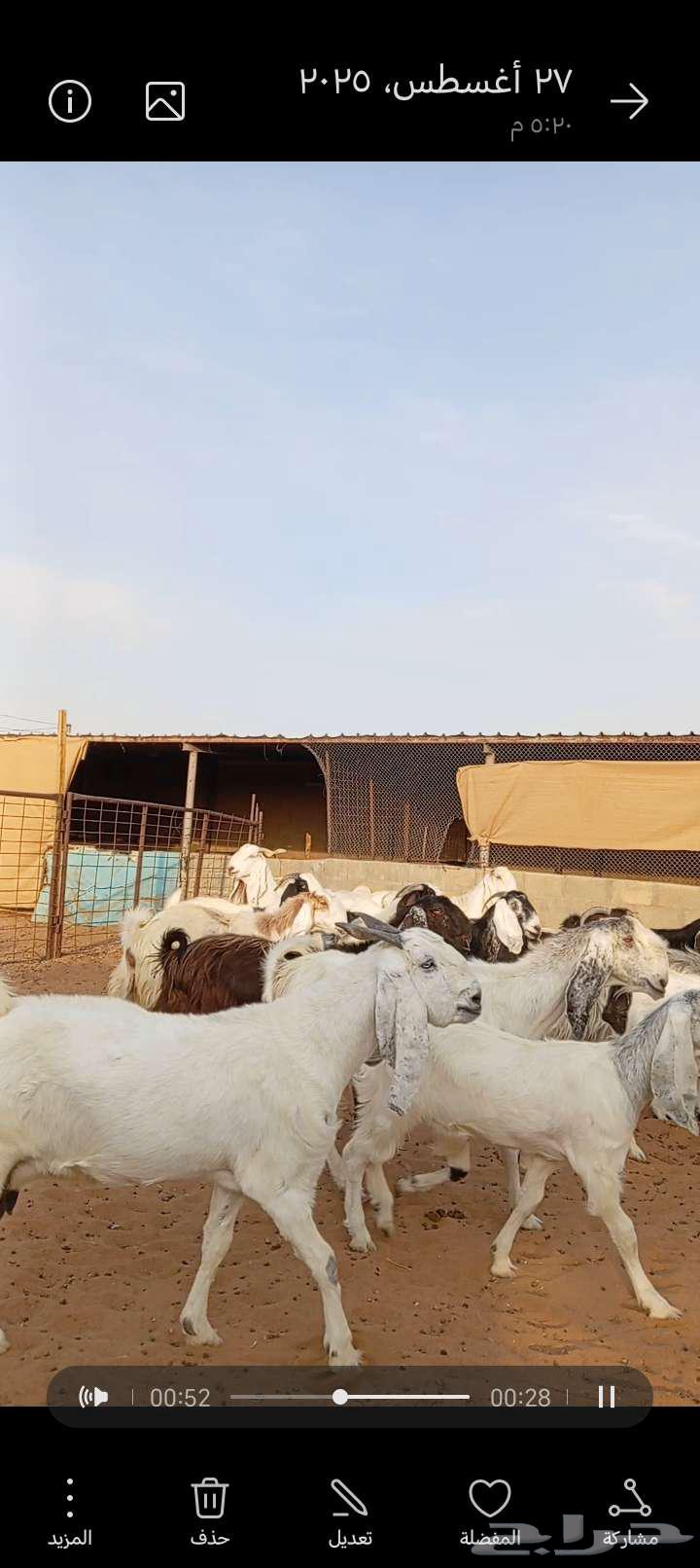 للبيع معزا مشاريك خصم جروم ناهيه64358986854787112