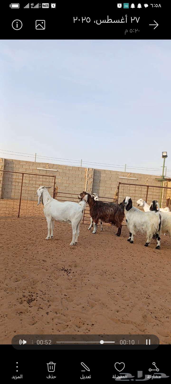 للبيع معزا مشاريك خصم جروم ناهيه64358986854787110