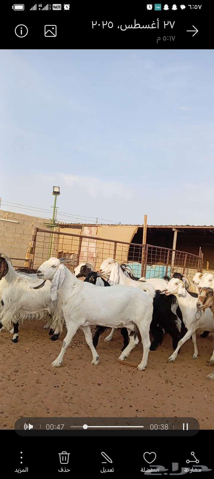 للبيع معزا مشاريك خصم جروم ناهيه64358986854787111