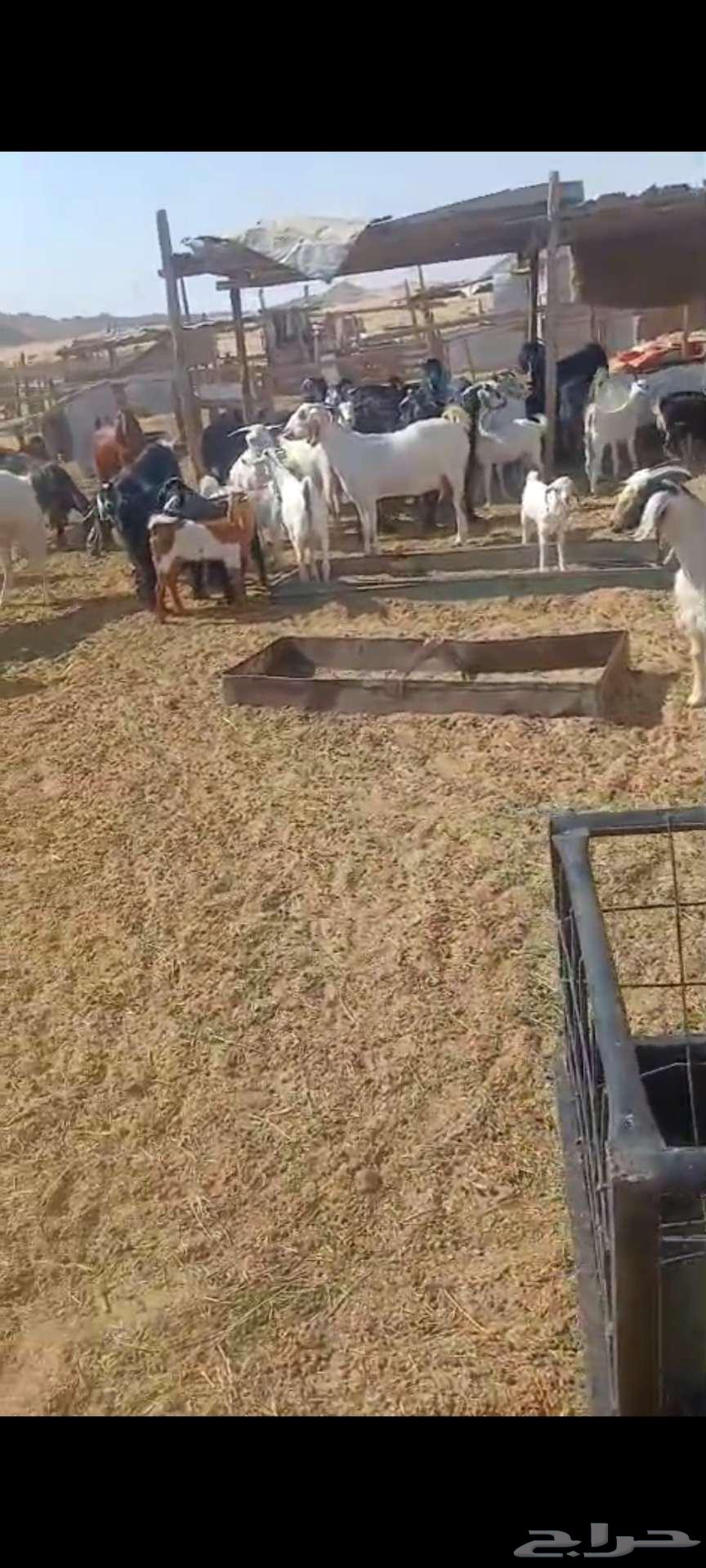 تيوس شحم. وجفار مقاني وفحل64353330041859114