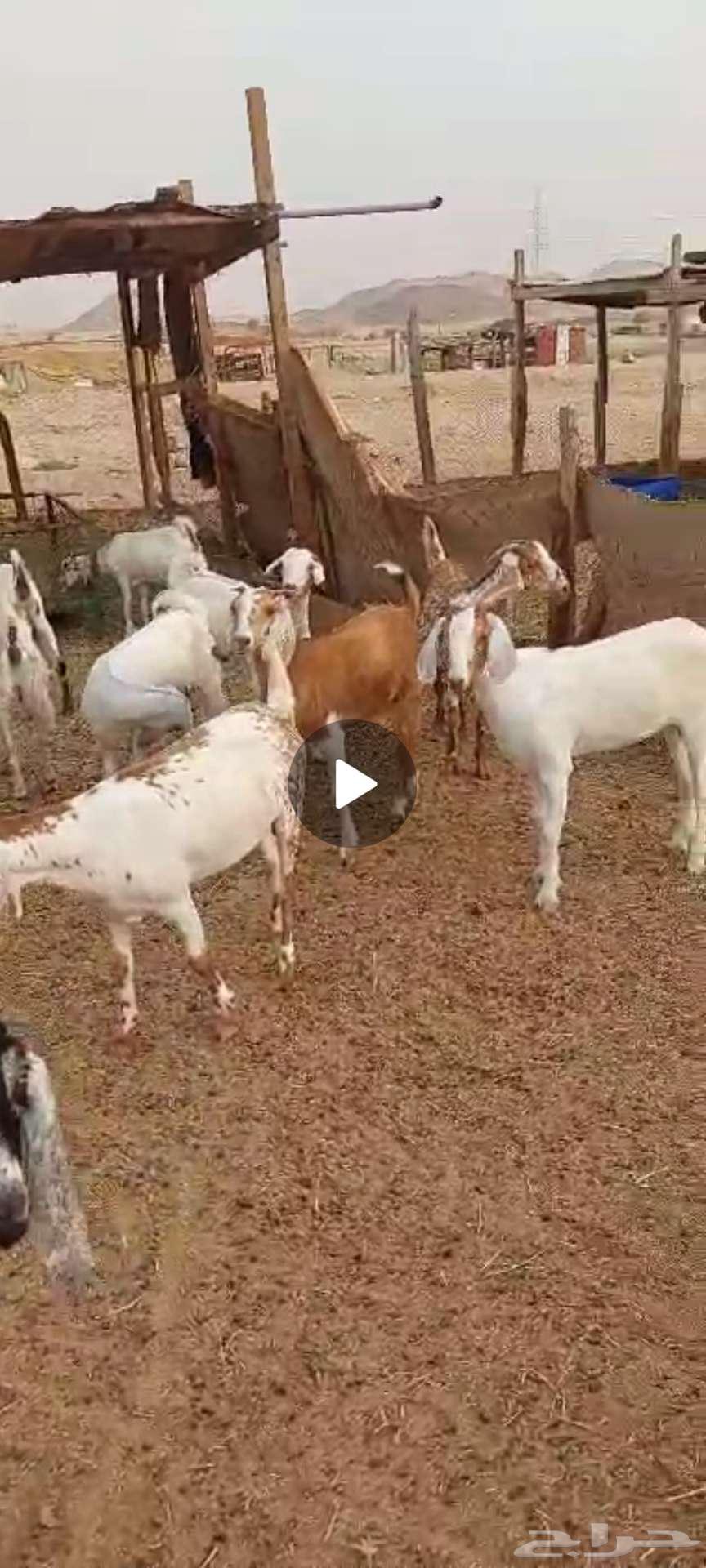 تيوس شحم. وجفار مقاني وفحل64353330041859113