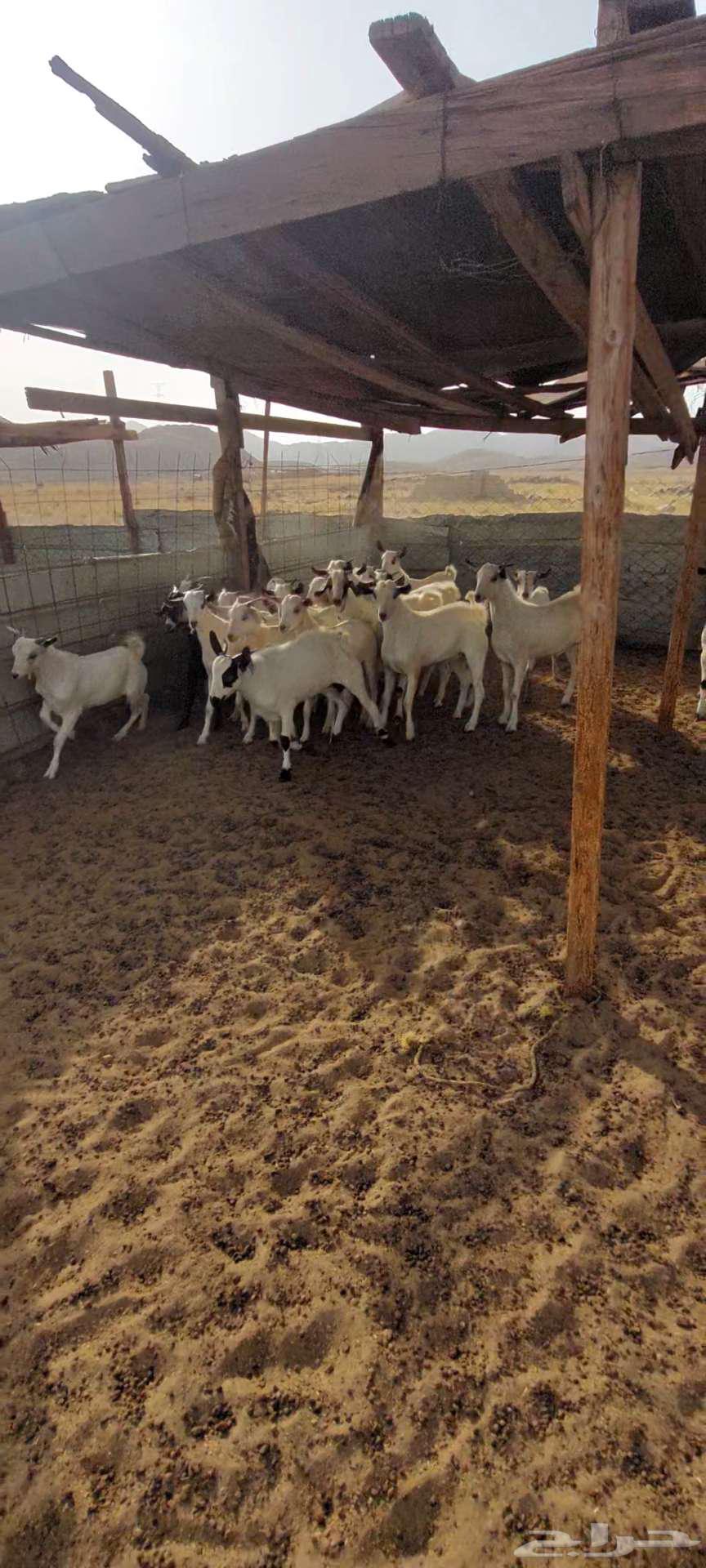 تيوس شحم. وجفار مقاني وفحل64353330041859111