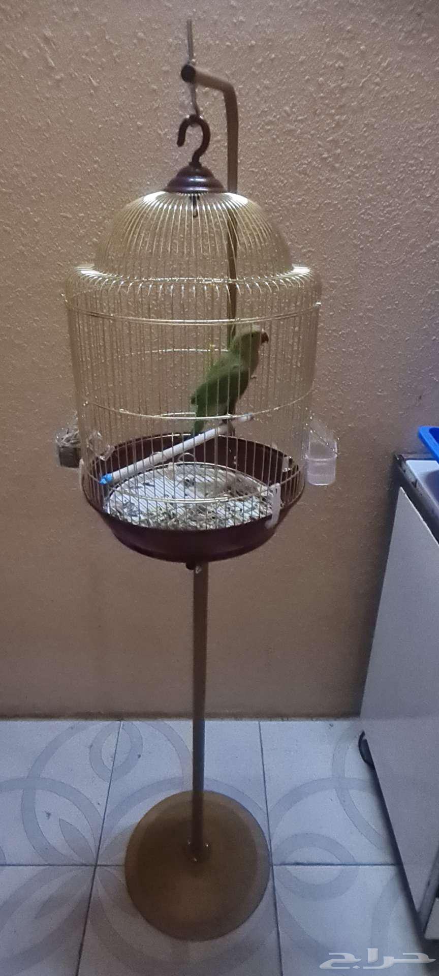 بغبغاء الدرة عمر 8 شهور بالقفص كامل 500ريال64356150847747111