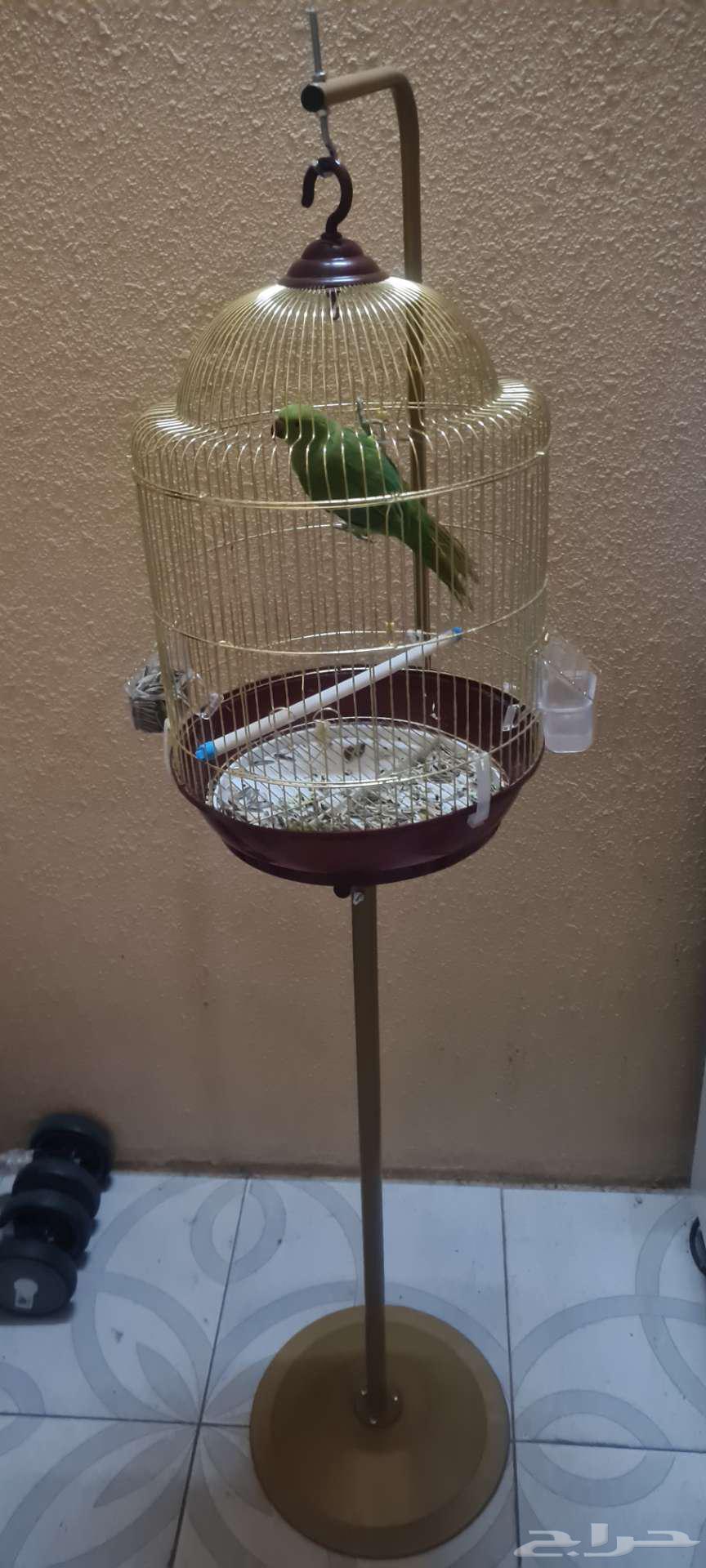 بغبغاء الدرة عمر 8 شهور بالقفص كامل 500ريال64356150847747110