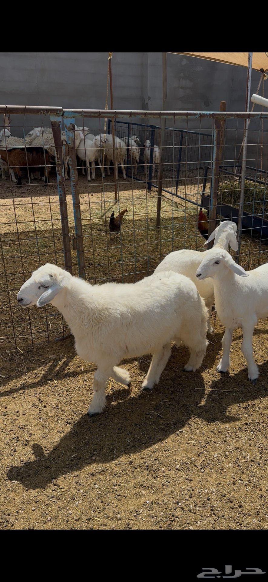 ذبيحتك بالتقسيط او الكاش64353572510467111