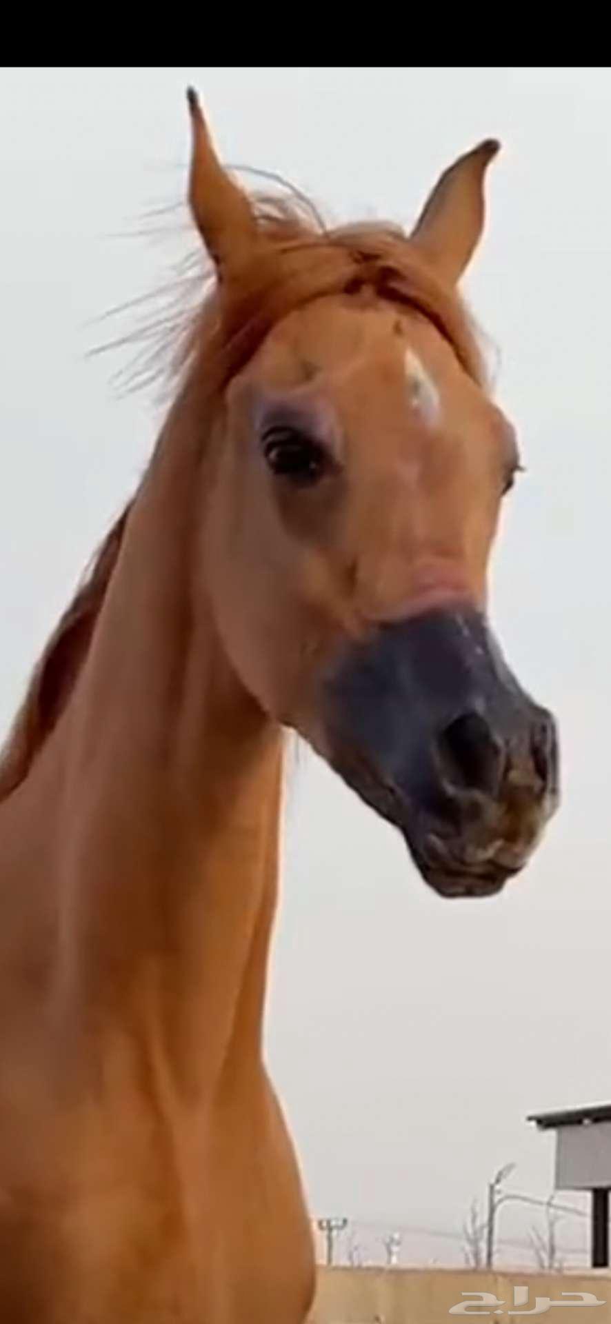 مهره خط جمال للبيع بسبب السفر64354769537282113