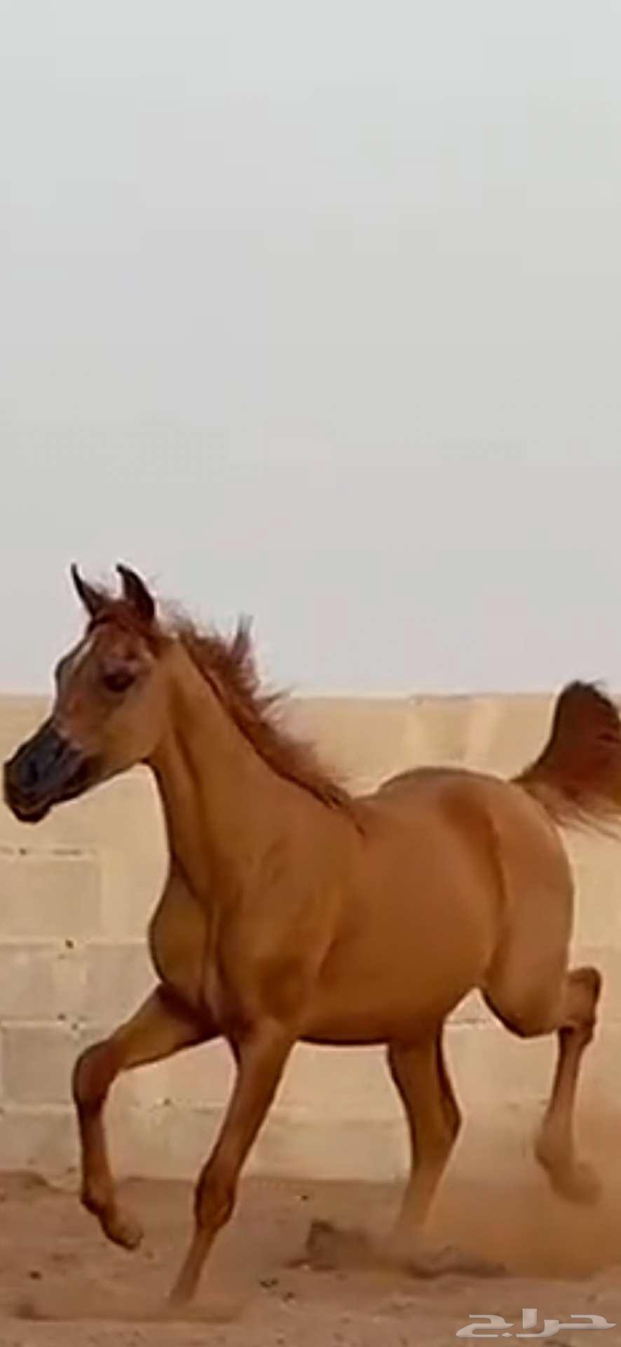 مهره خط جمال للبيع بسبب السفر64354769537282112