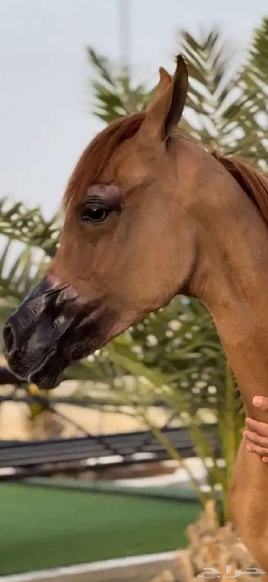 مهره خط جمال للبيع بسبب السفر64354769537282111