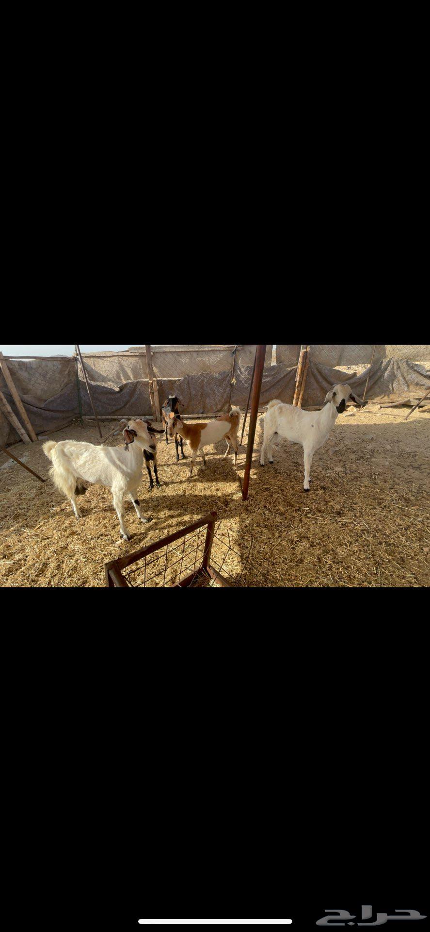 Goat with 5 horns64357659795969110