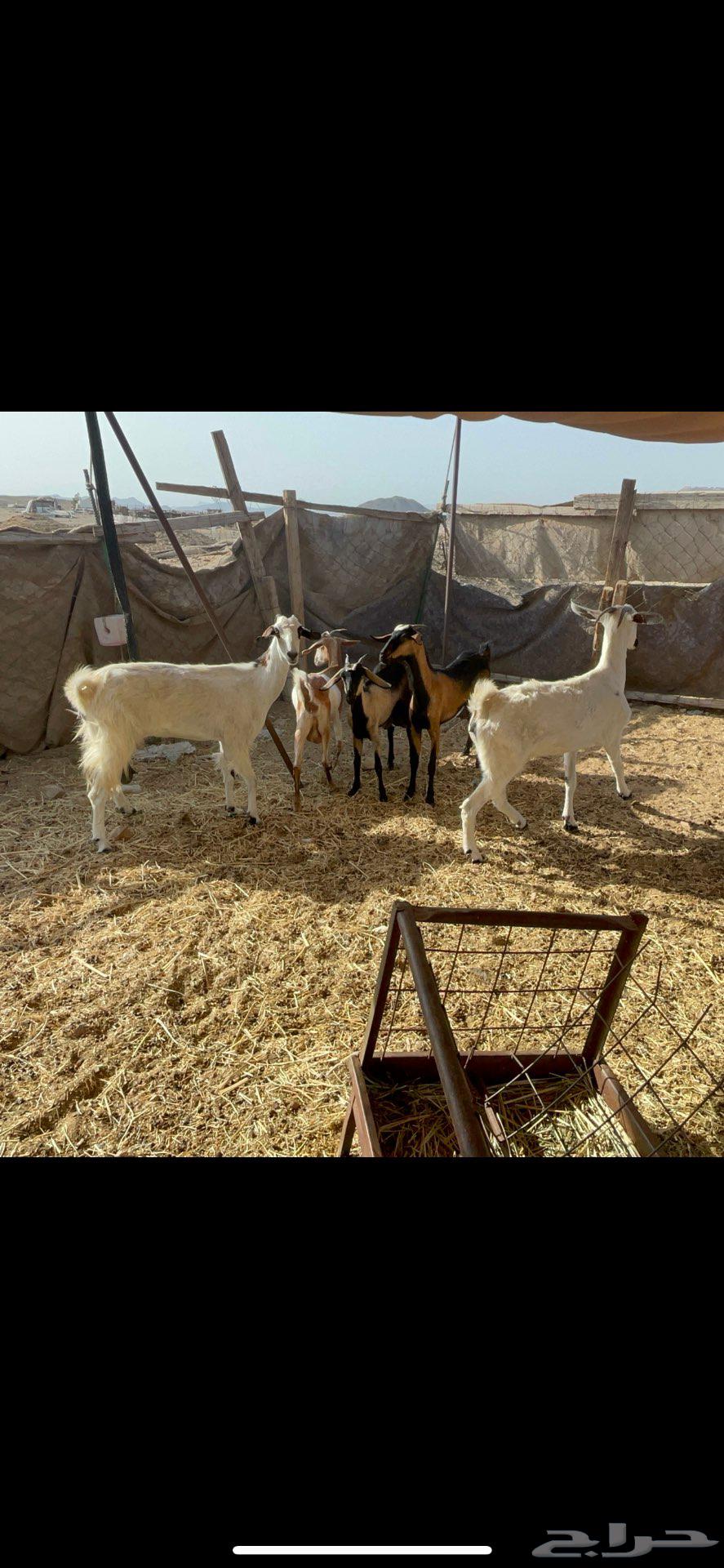 Goat with 5 horns64357659795969114