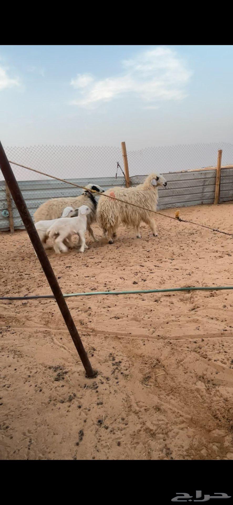 متابيع ثنيات ثنايا64358584360195110