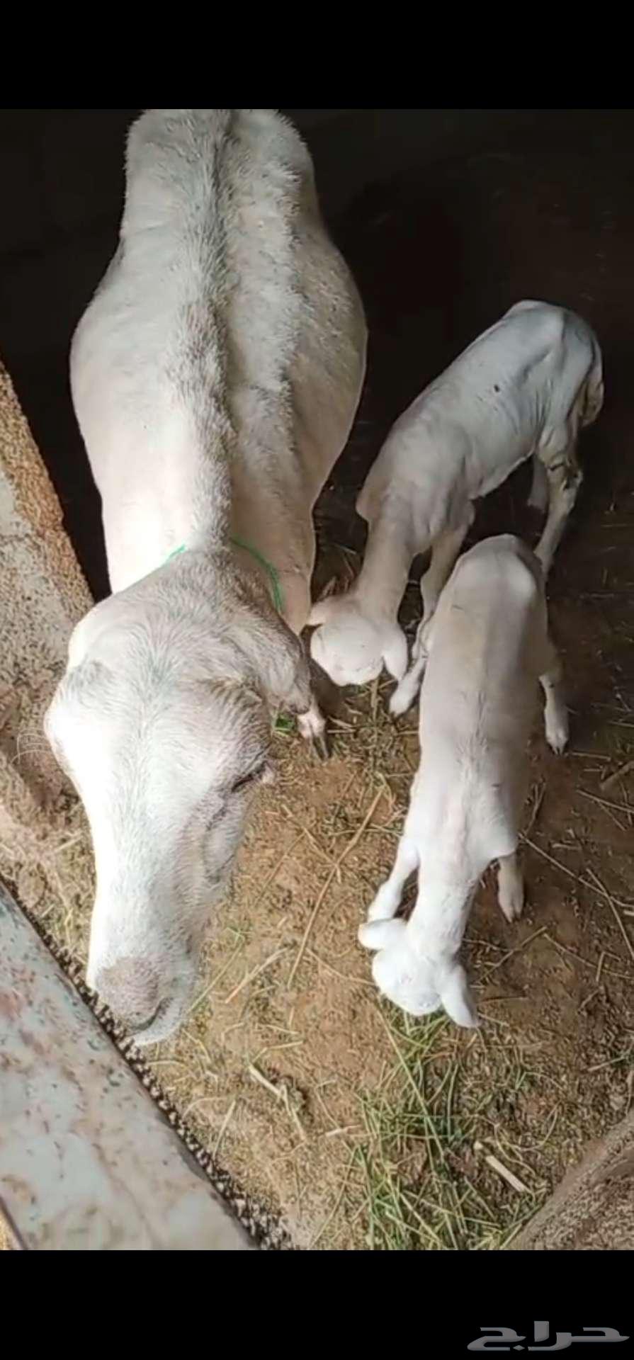 رخال رفيديات مواليد64354563730562111