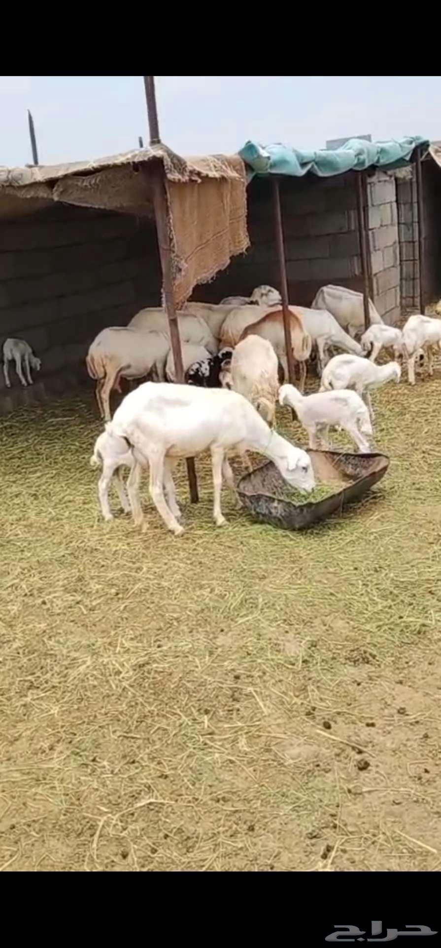 رخال رفيديات مواليد64354563730562110