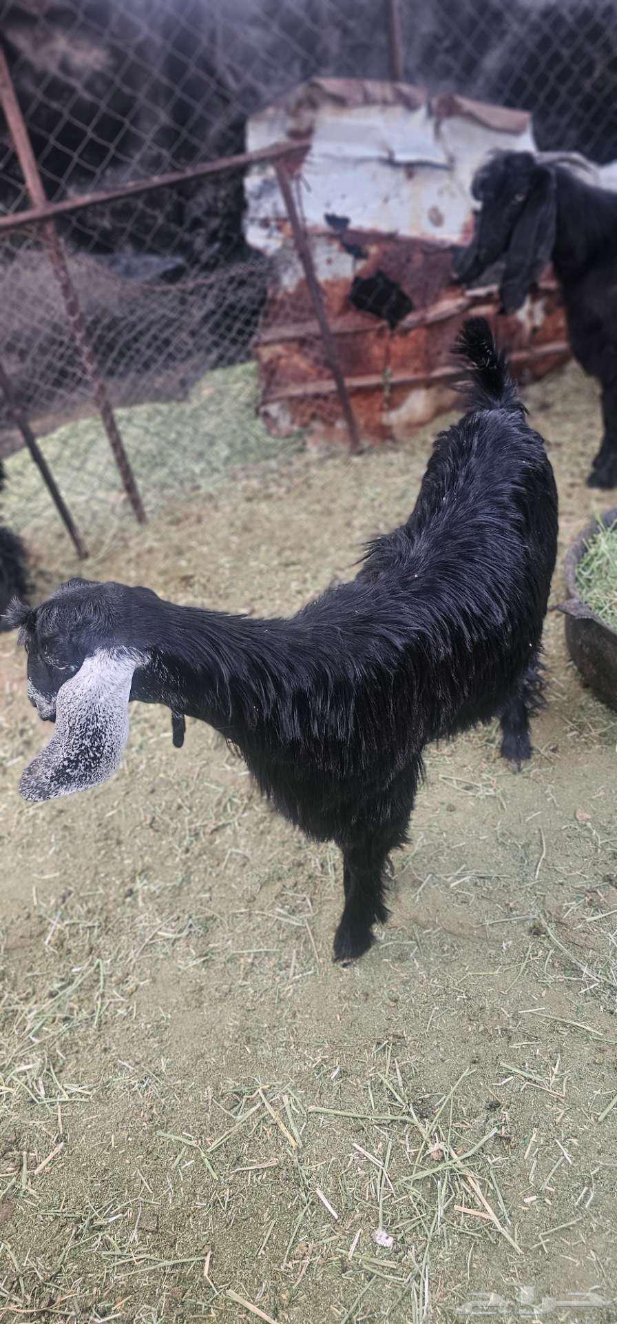 Good quality goats locked with fat, age 6 months64360275746947111