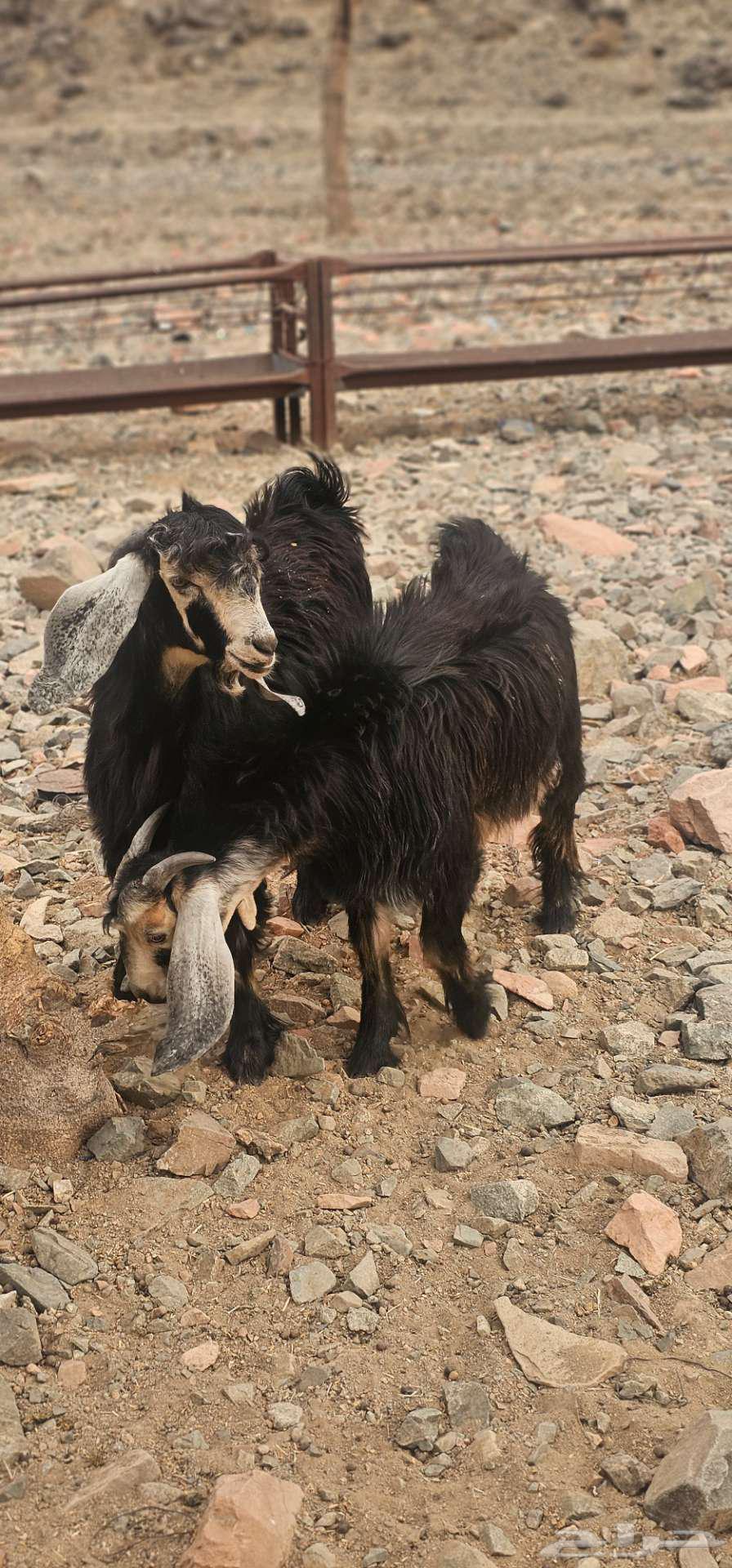 Good quality goats locked with fat, age 6 months64360275746947114
