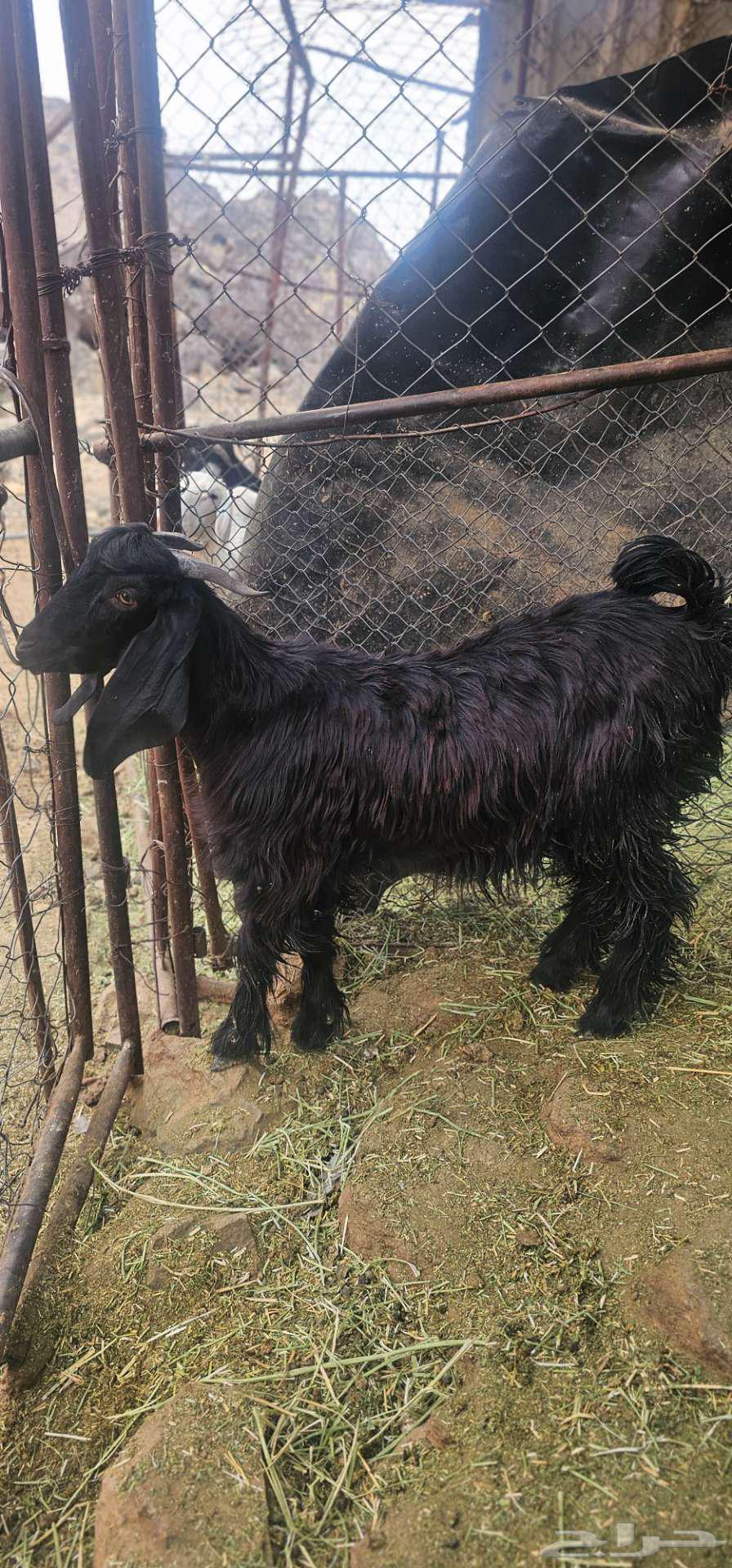 Good quality goats locked with fat, age 6 months64360275746947112