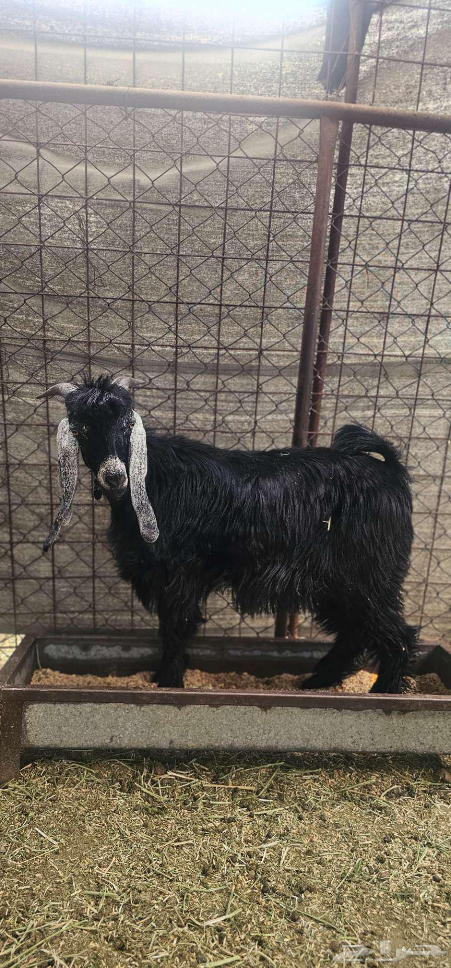 Good quality goats locked with fat, age 6 months64360275746947113