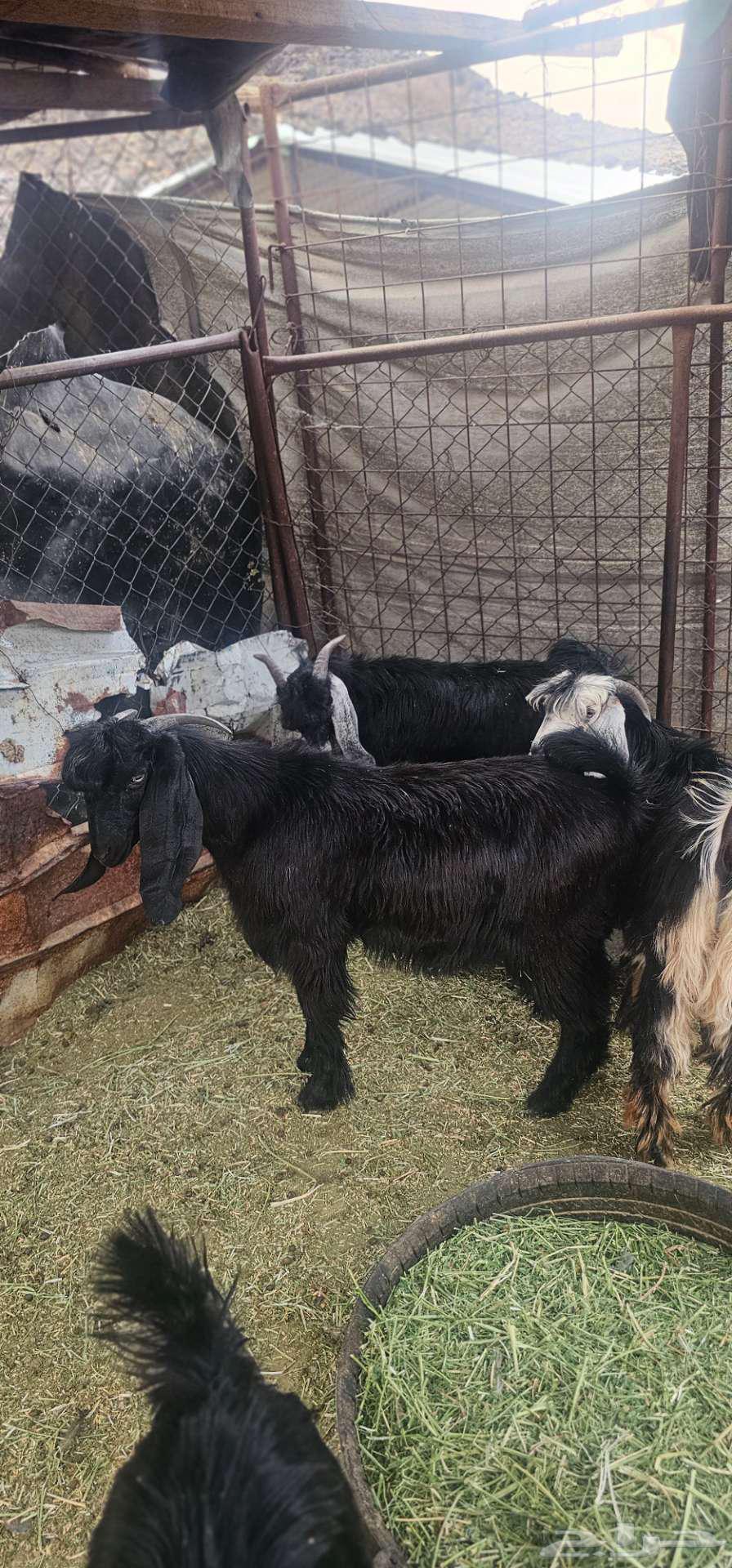 Good quality goats locked with fat, age 6 months64360275746947110