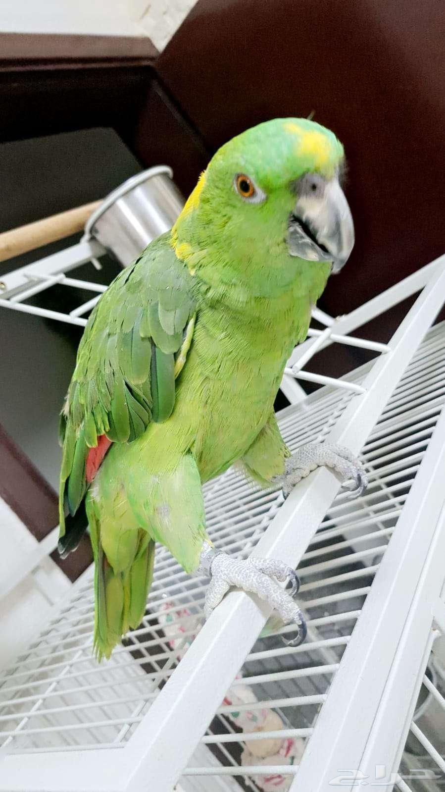 بغبغاء أمزونى درجة اولى يلو ناب64354399580035111