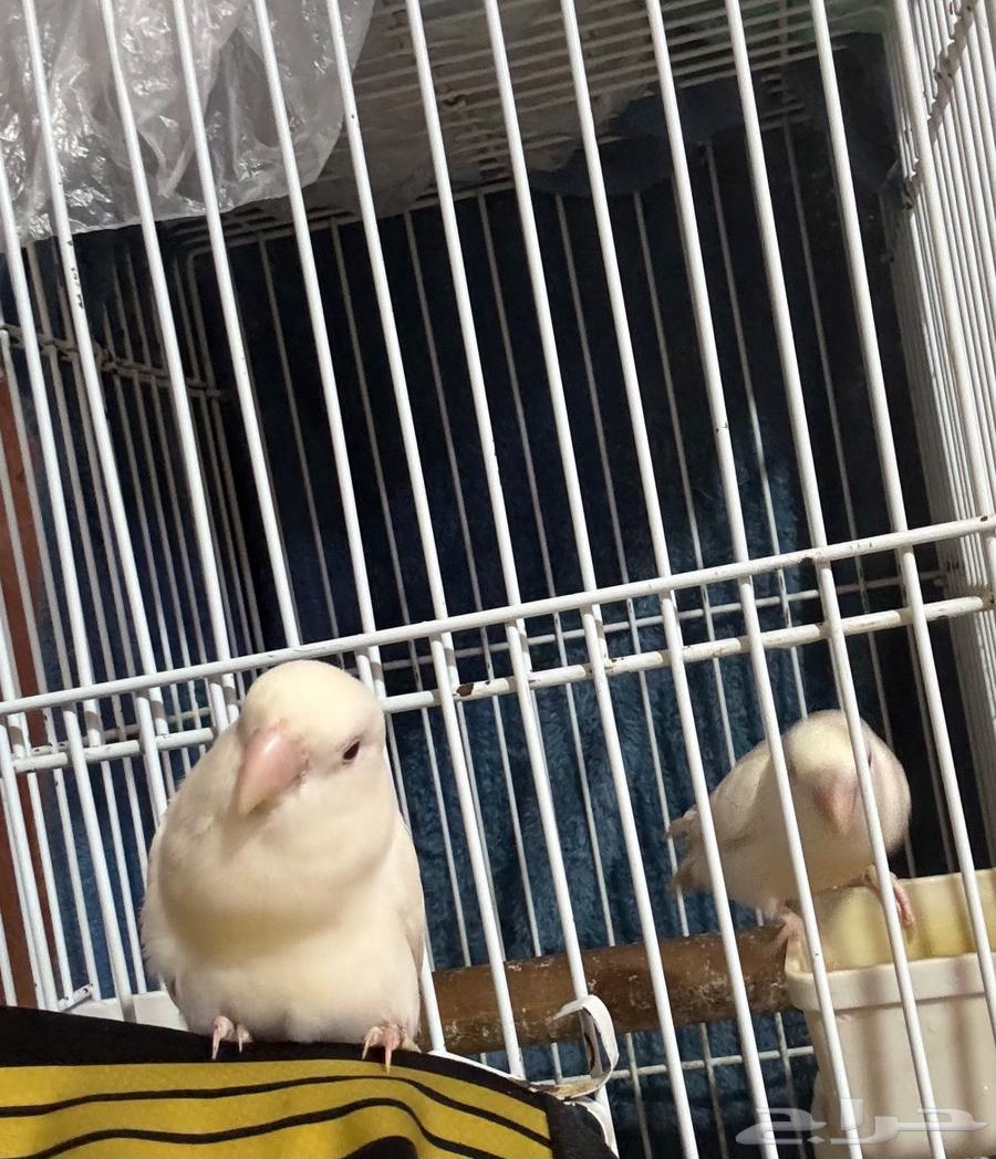 Ain Shams64500105024258110