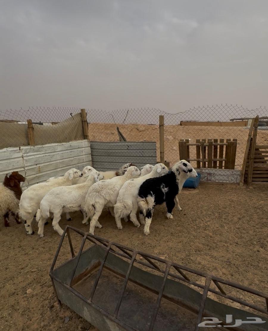 Harari, Na'imi and Najdi Slaughtered Sheep64357556844675110