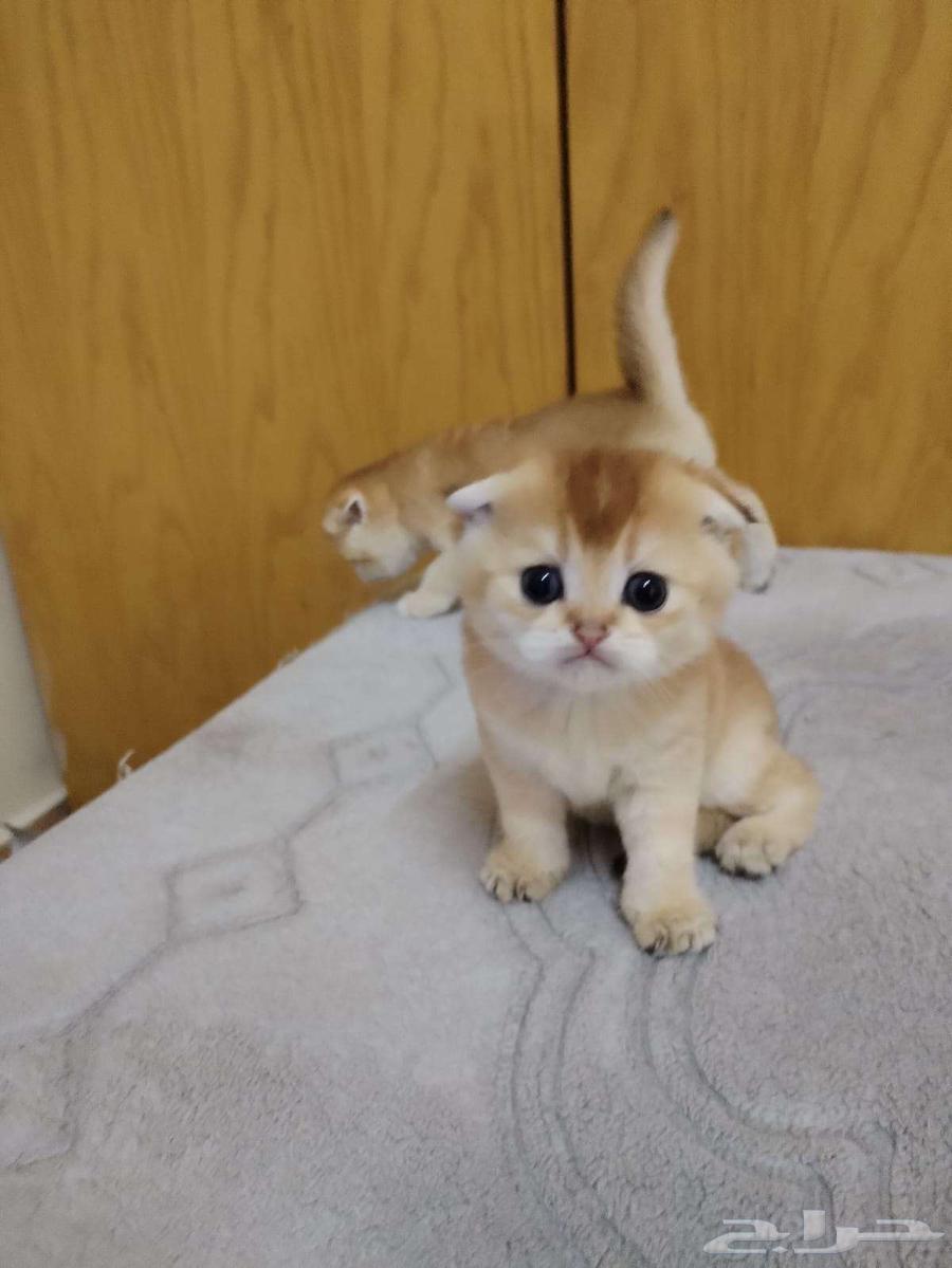 قطط سكوتش جولد بيور فولد وستريت للبيع والحجز64362119936258110