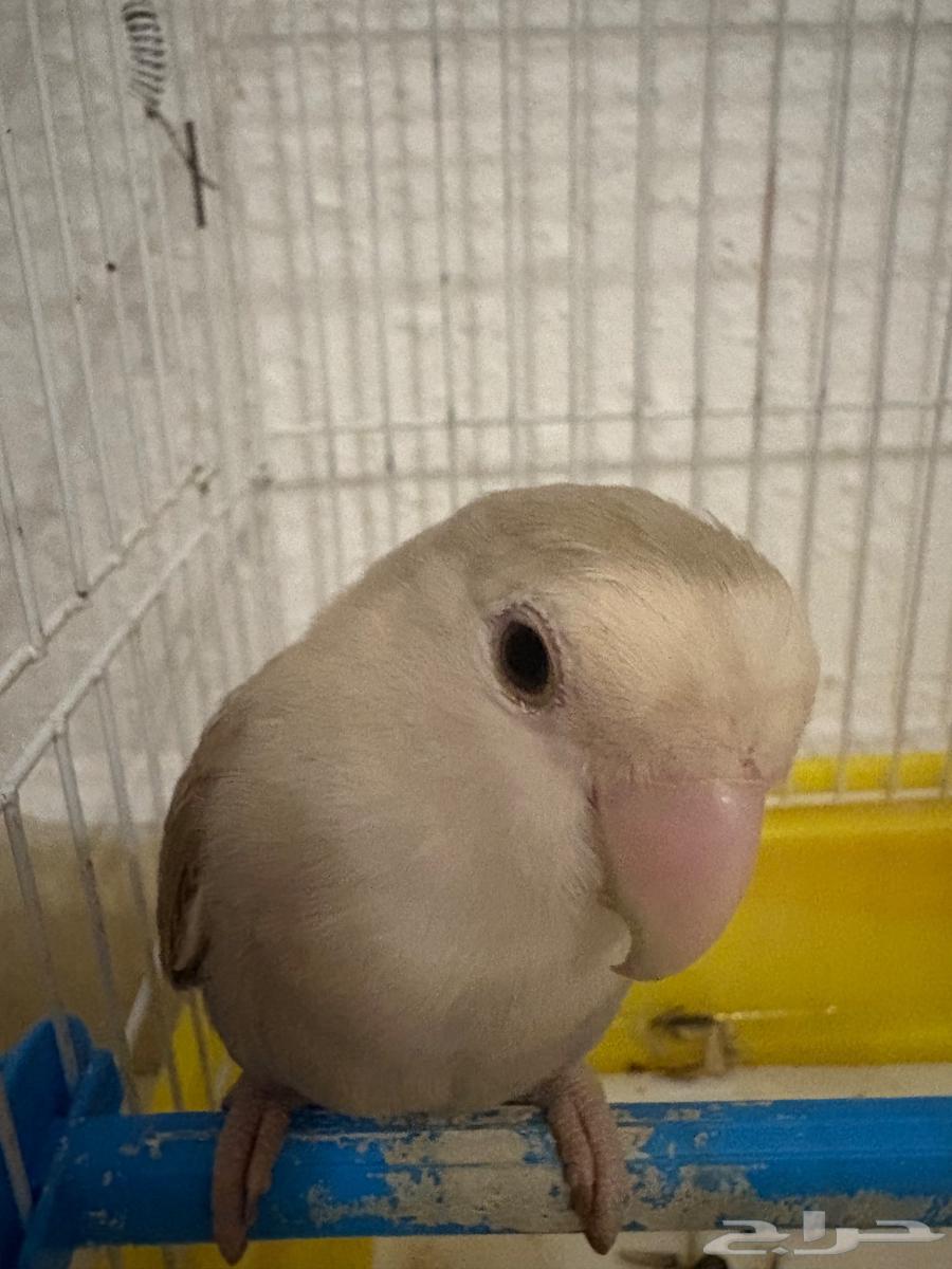 ببغاء الروز جدة حي الامير عبد المجيد64351411890306110