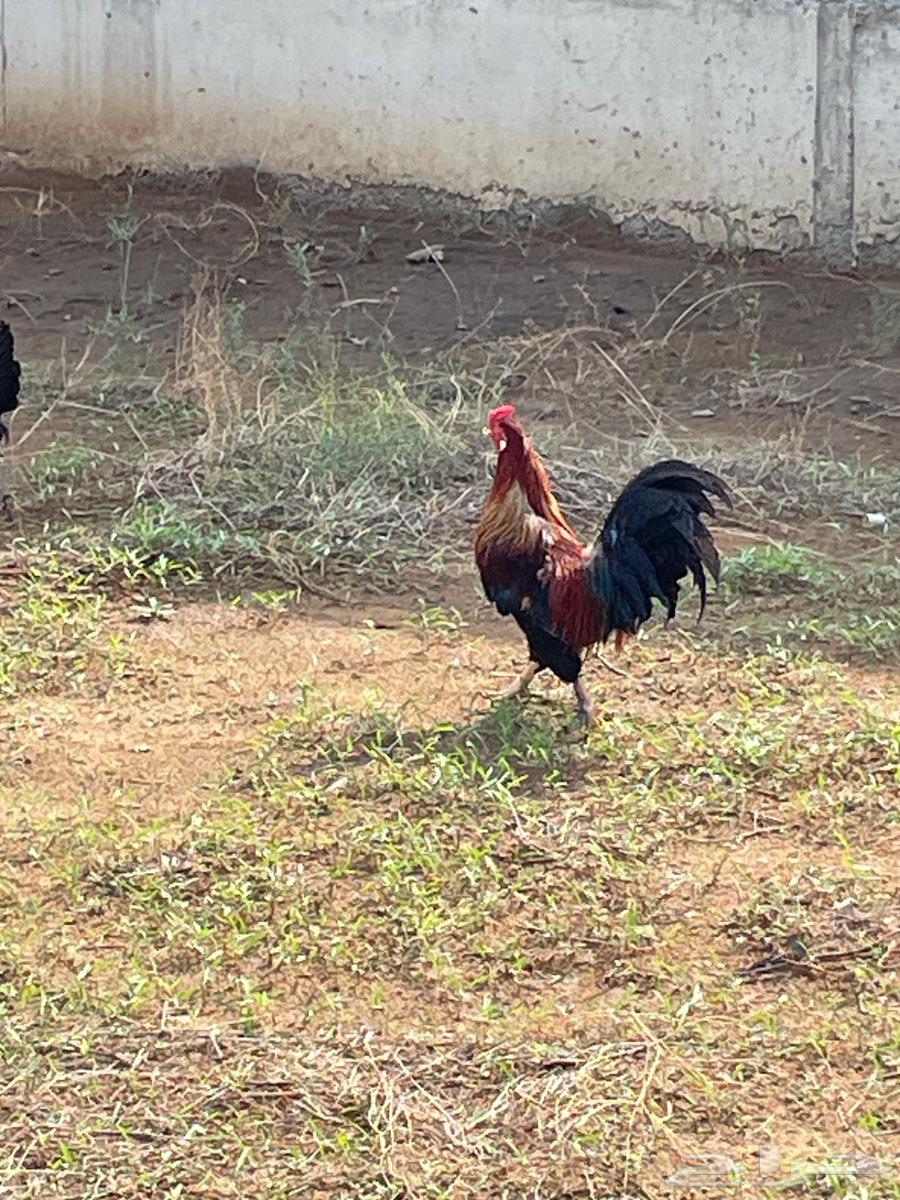 ديك بلدي شرط الصحة64353002377603111