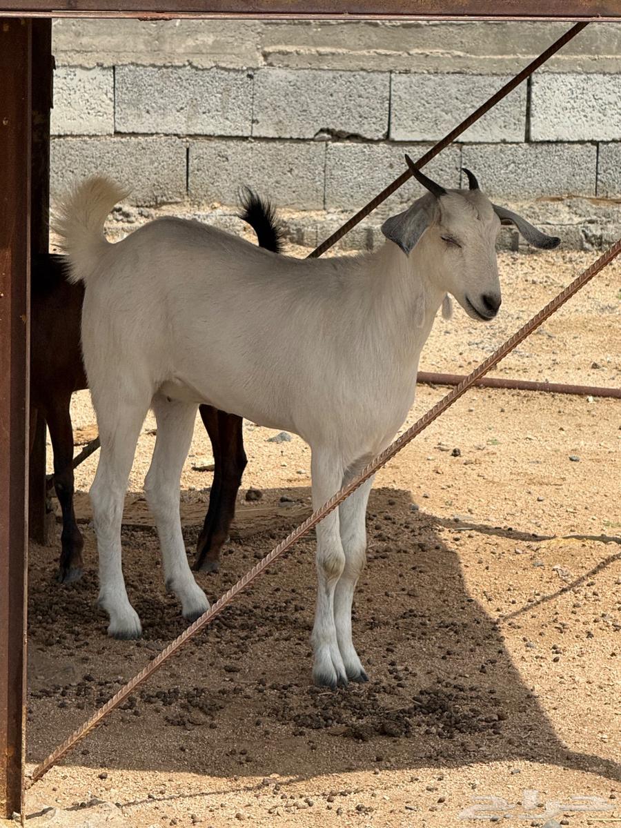 جفار للبيع64355141772290111