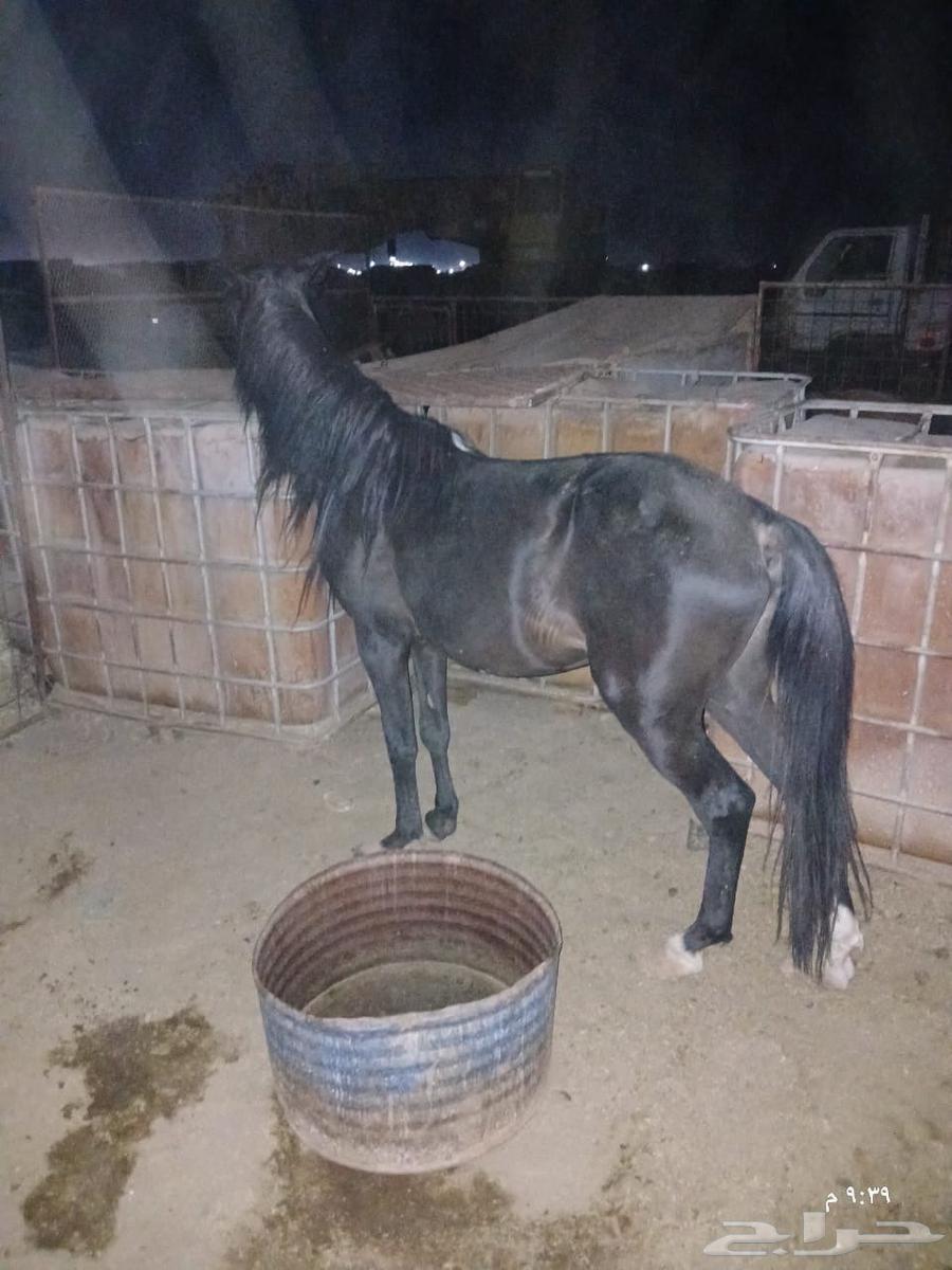 خيل سيسي64356646166914113