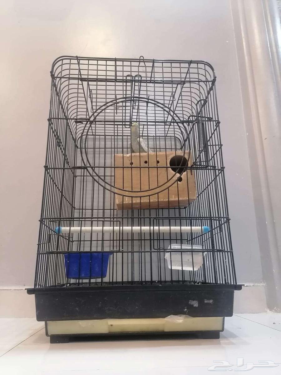 كروان انثى منتجة للبيع مع قفص كبير للبيع64356880136450112