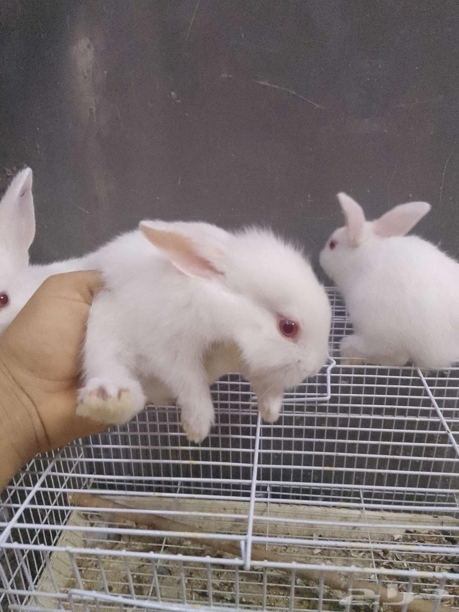 Small rabbits64357659747075111