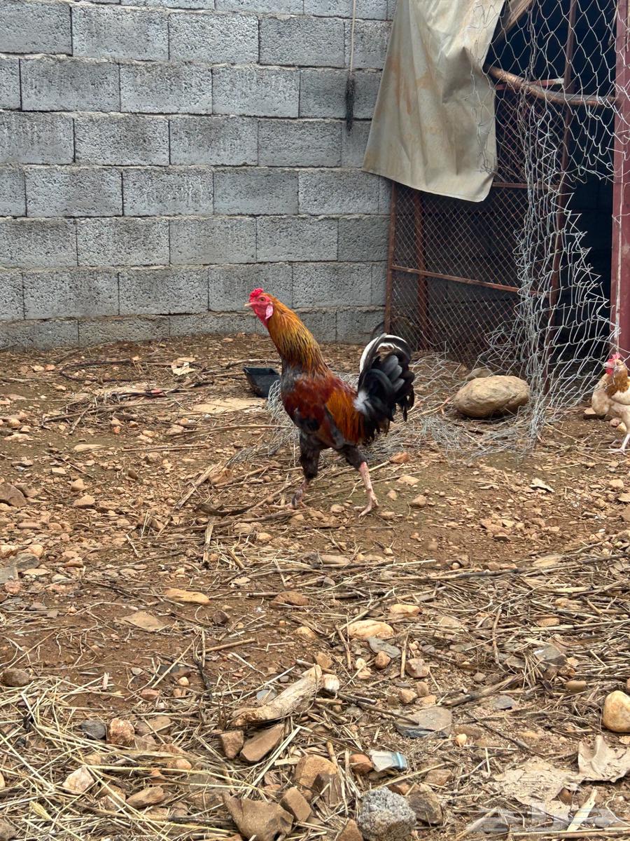 ديك بلدي فاخر للبيع64357674381442113