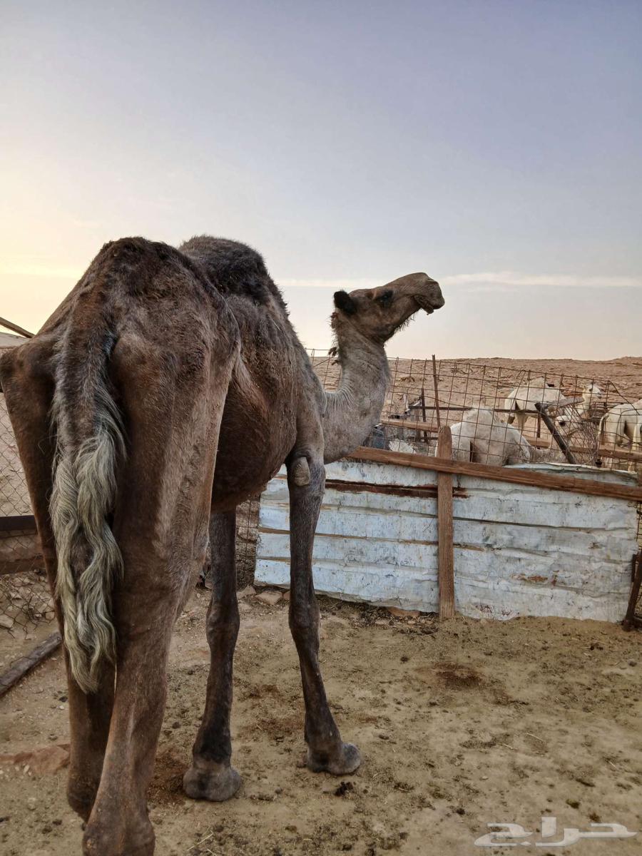 للبيع ناقه طارحه ولدها اليوم كانت لقحه لها عشر شهور64358113809795111