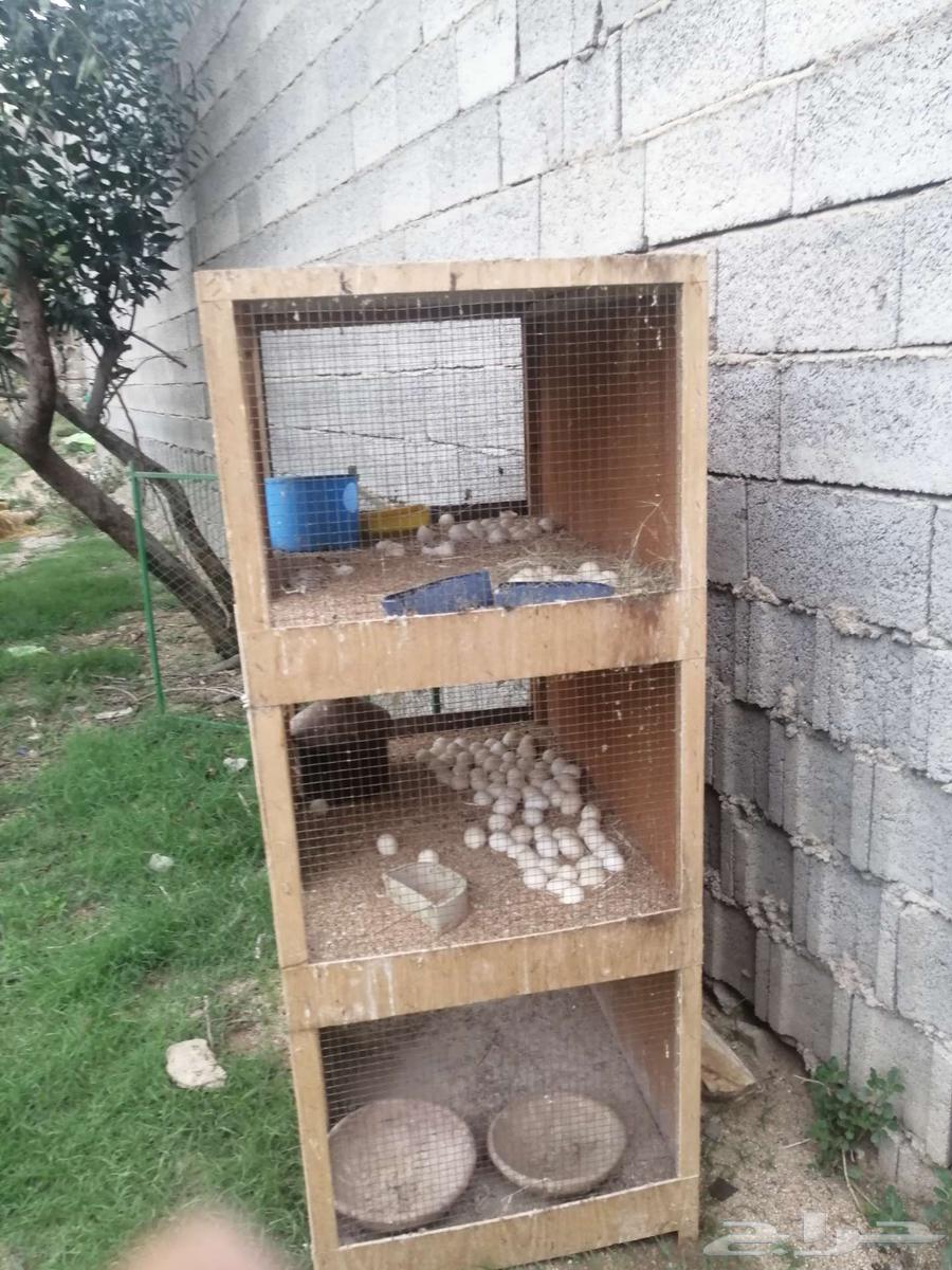 تم بيع الاغراض جمله وبالسعر المطلوب64358598752643112