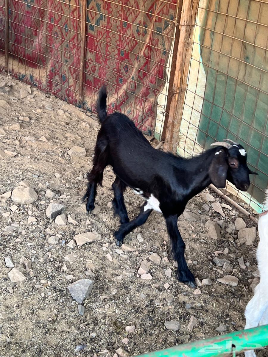 تيس و جفره ذبيحه للبيع بسعر سمح64358957958403112