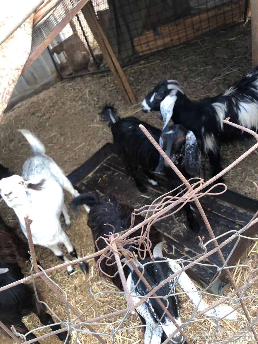 Jafar64365528438274110