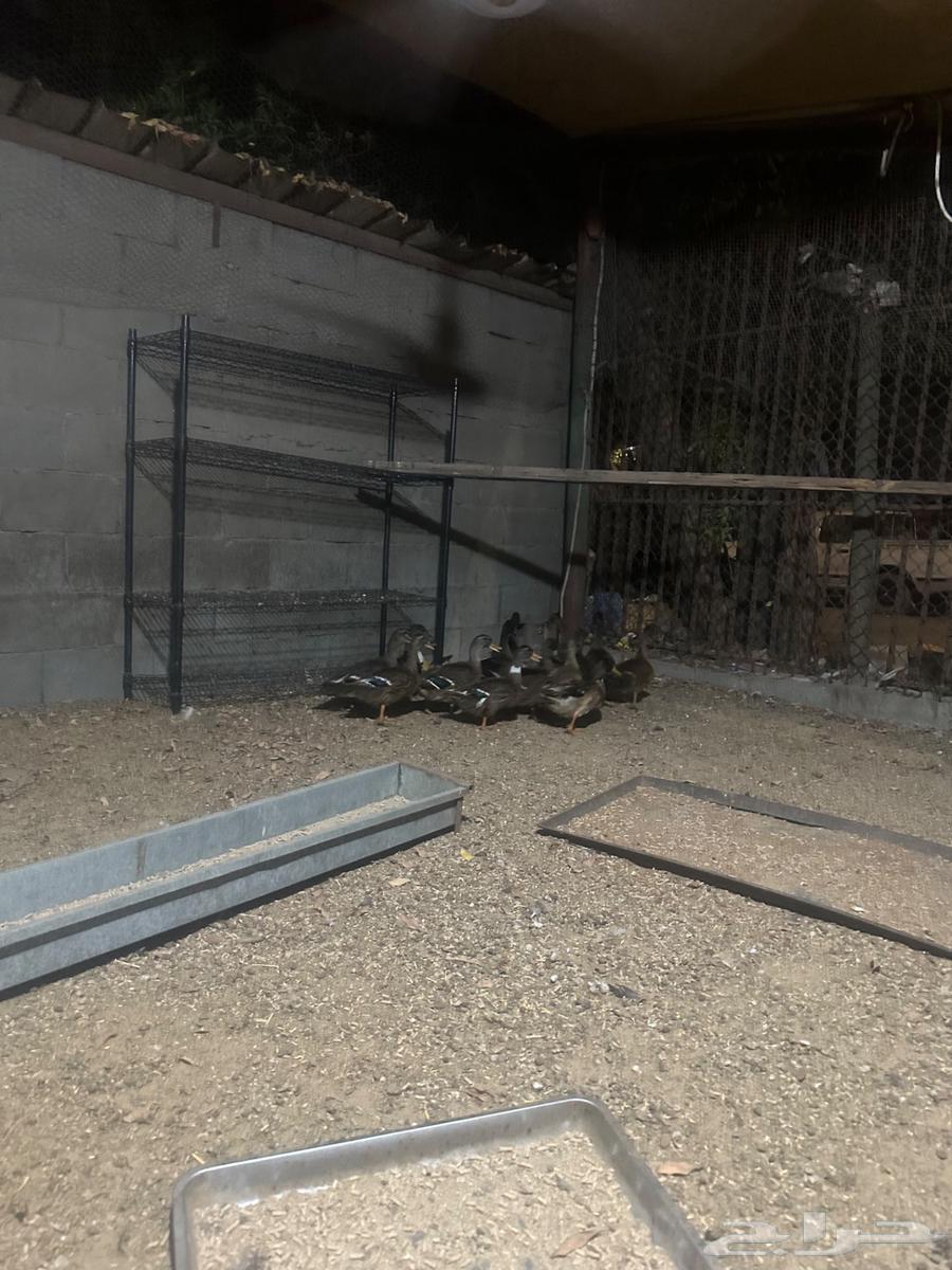 للبيع بط وديوك64360150199555114