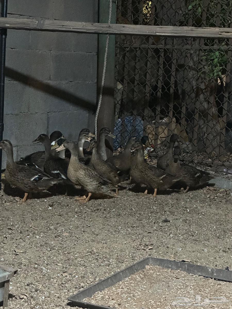 للبيع بط وديوك64360150199555111