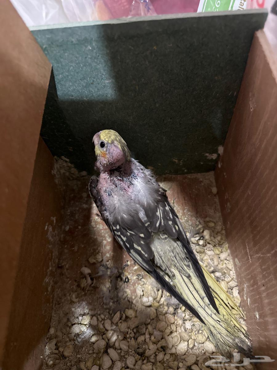 كروان اليف64360493050371110