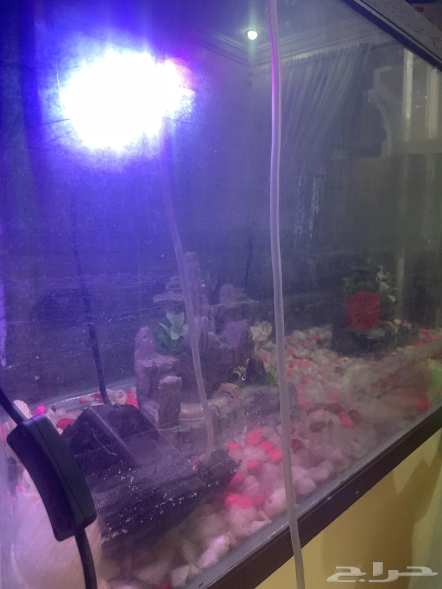 حوض سمك للبيع مستعجل باي سعر64362287510915112