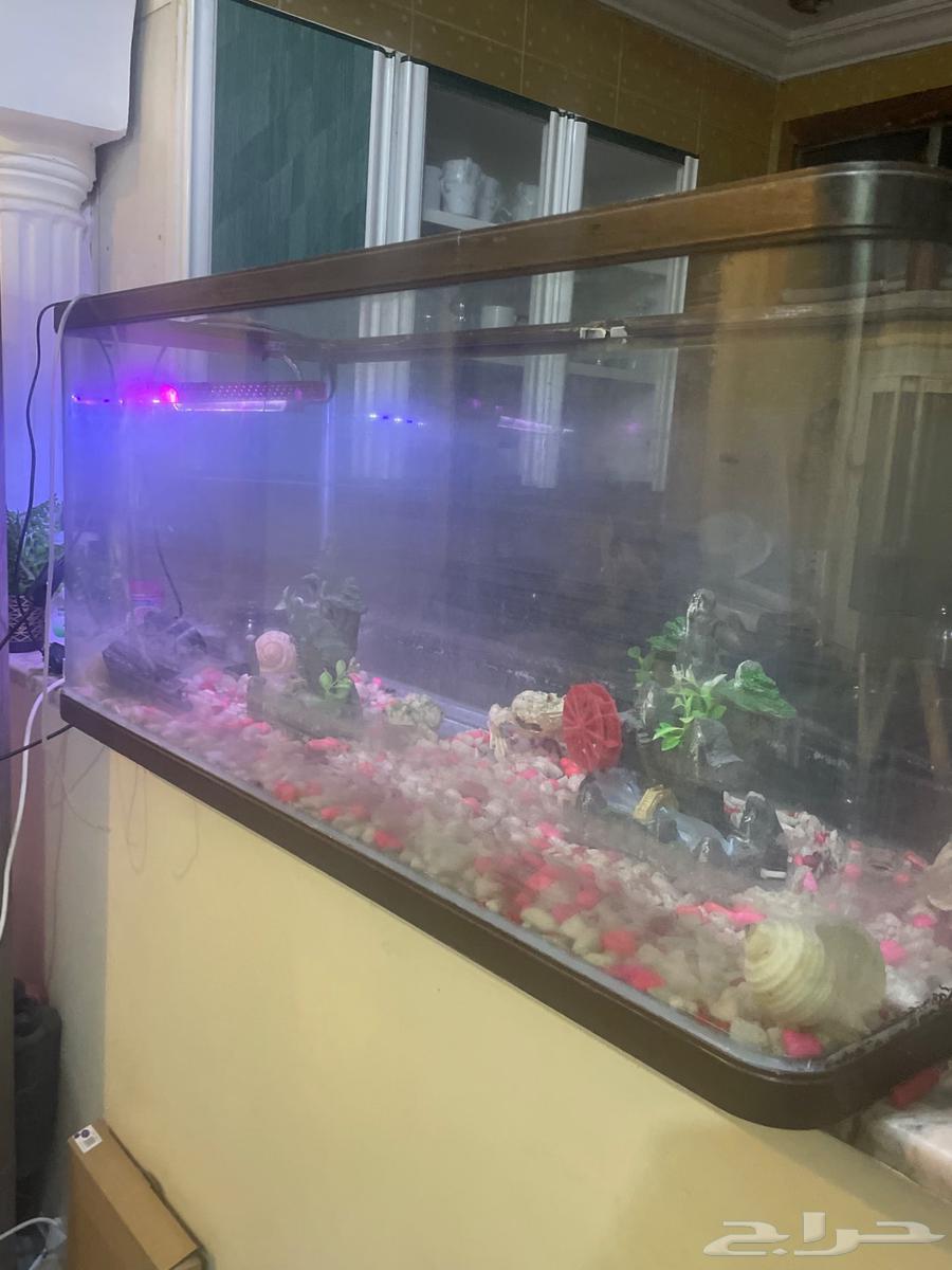حوض سمك للبيع مستعجل باي سعر64362287510915111