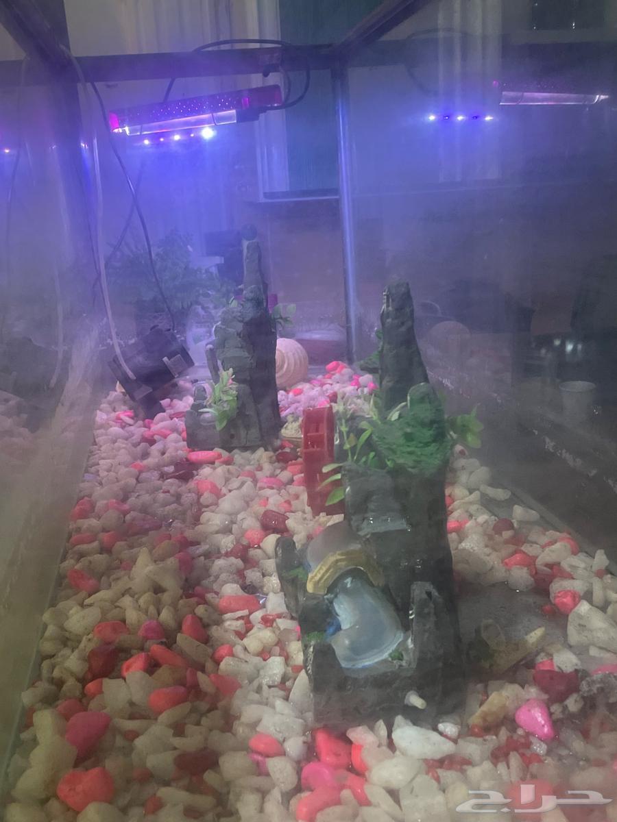 حوض سمك للبيع مستعجل باي سعر64362287510915110