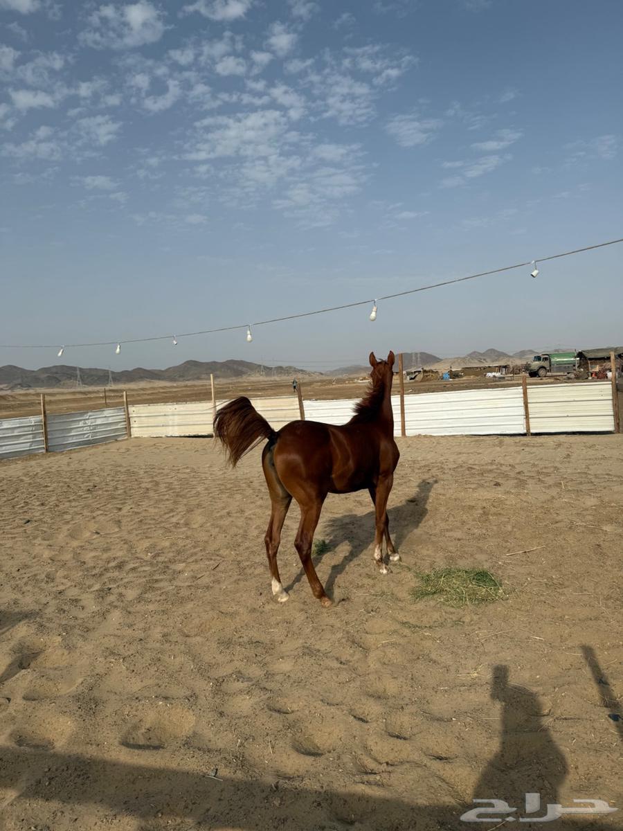 فرس للبيع64362966415746113