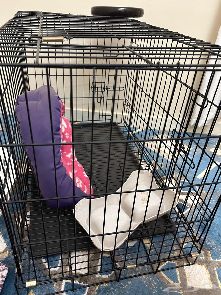 قفص قطه وقفص كلب مع حبل وصحن اكل وطوق وحزام64363294243202112