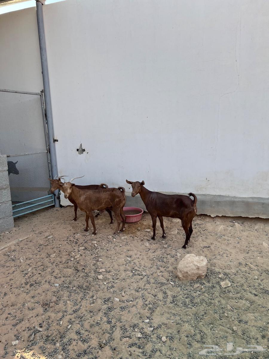 معزا تالي حليب64363442947073110