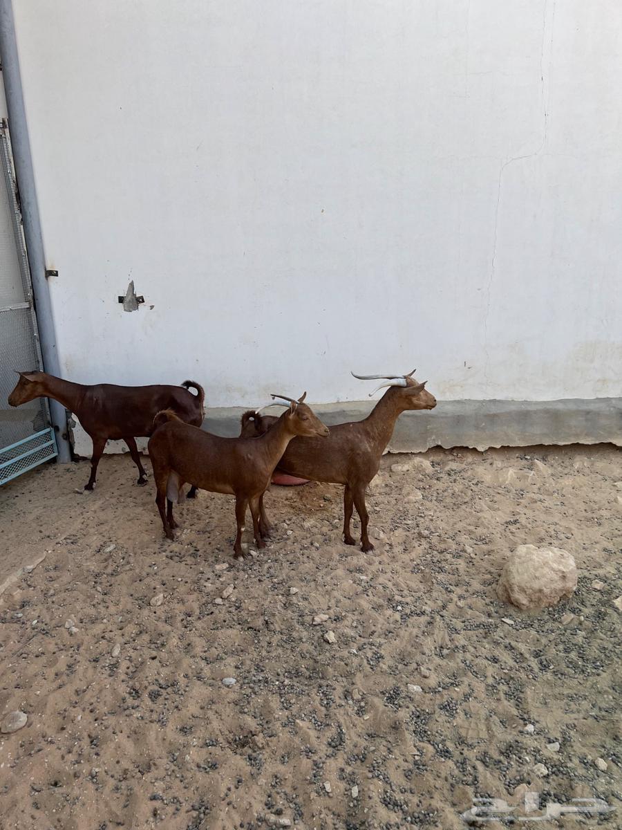 معزا تالي حليب64363442947073111