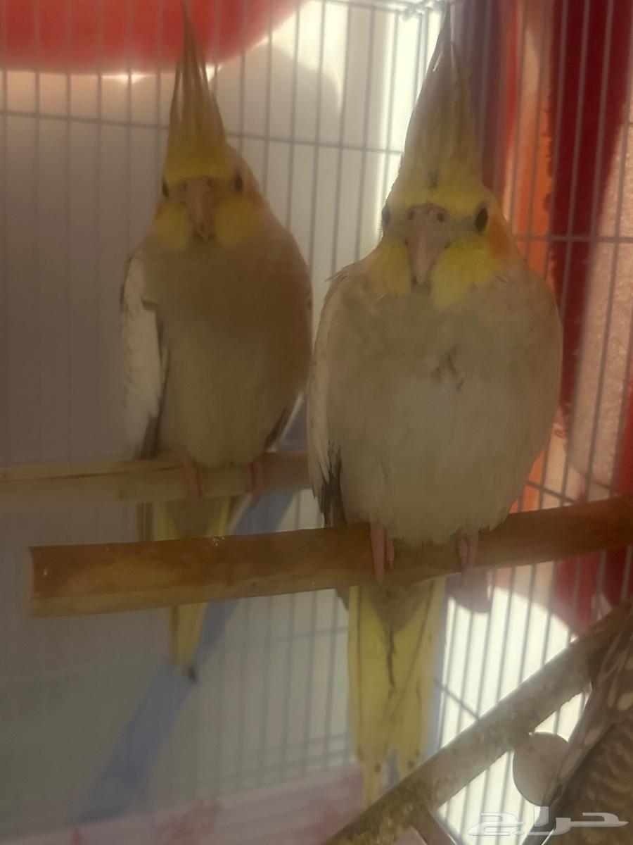 فروخ كروان العمر شهرين اليفه64363770627203110