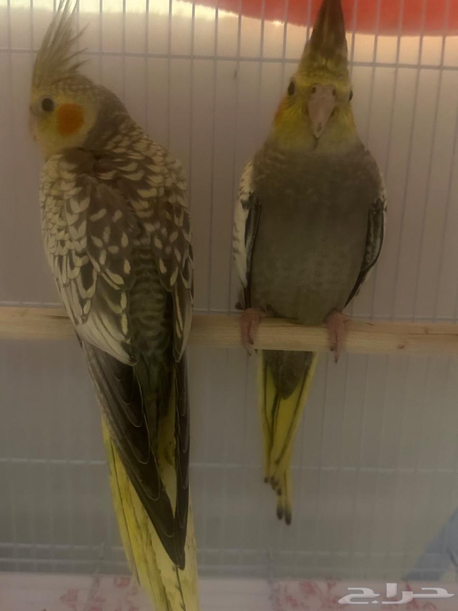 فروخ كروان العمر شهرين اليفه64363770627203112