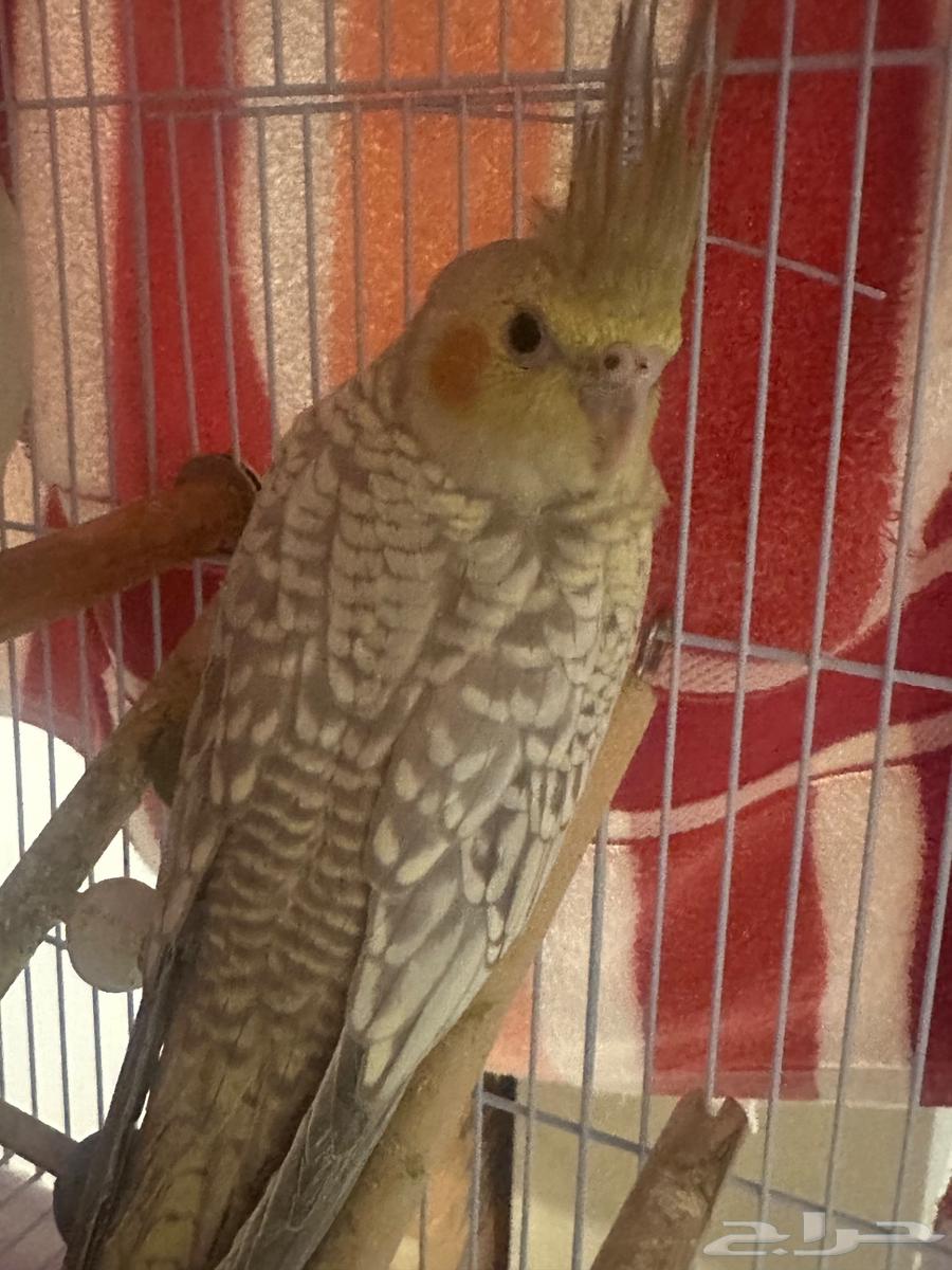 فروخ كروان العمر شهرين اليفه64363770627203111